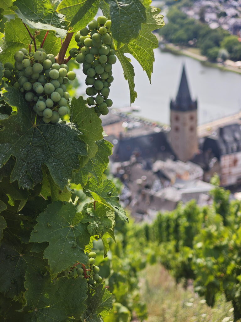 Bernkasteler Doctor - oberhalb der Altstadt Bernkastel Kues